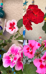 IMG_6883.PNG IMG_6883.PNG