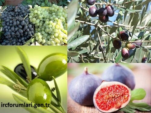 ege-tarim-urunleri.JPG