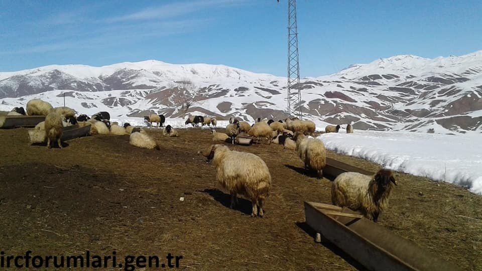 vanda-hayvancilik-bitme-noktasinda-9koy.jpg