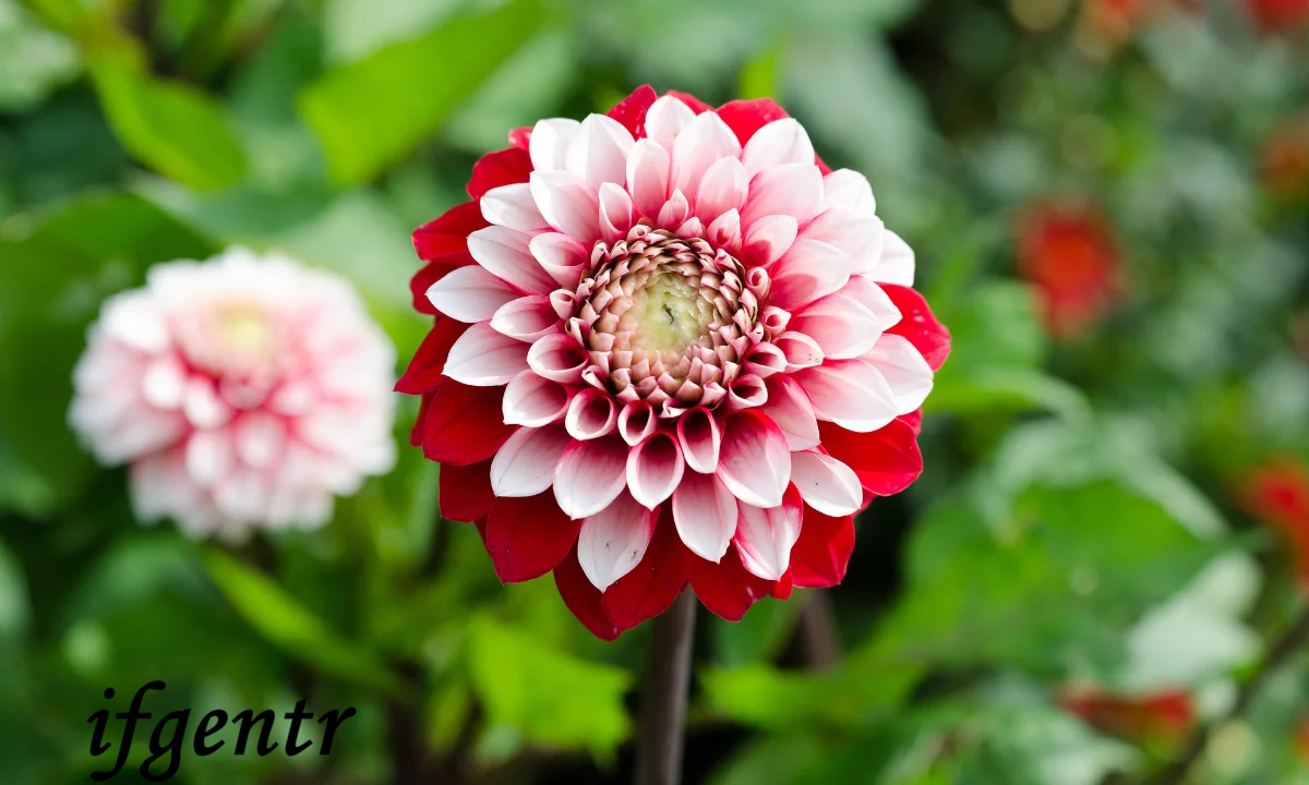 Dahlia-cicegi.png